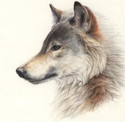 Añadir Pin de imagen Wolf Side View, Wolf Profile, Drawing Wolf, Winter Wolves, Profile Drawing, Art Wolf, Wolf Images, Wolf Painting, Wolf Face