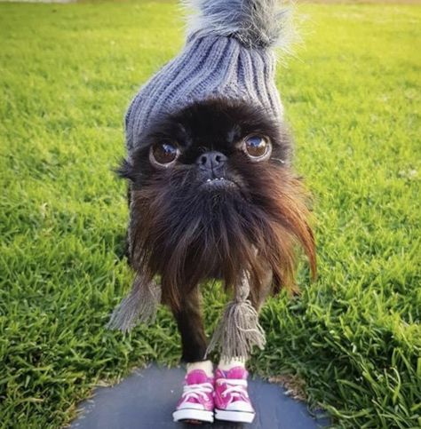 Griffon Dog, Ugly Animals, Ugly Dogs, Famous Dogs, Instagram Famous, Crazy Dog, Fashion And Style, Funny Animal Pictures, Small Dog