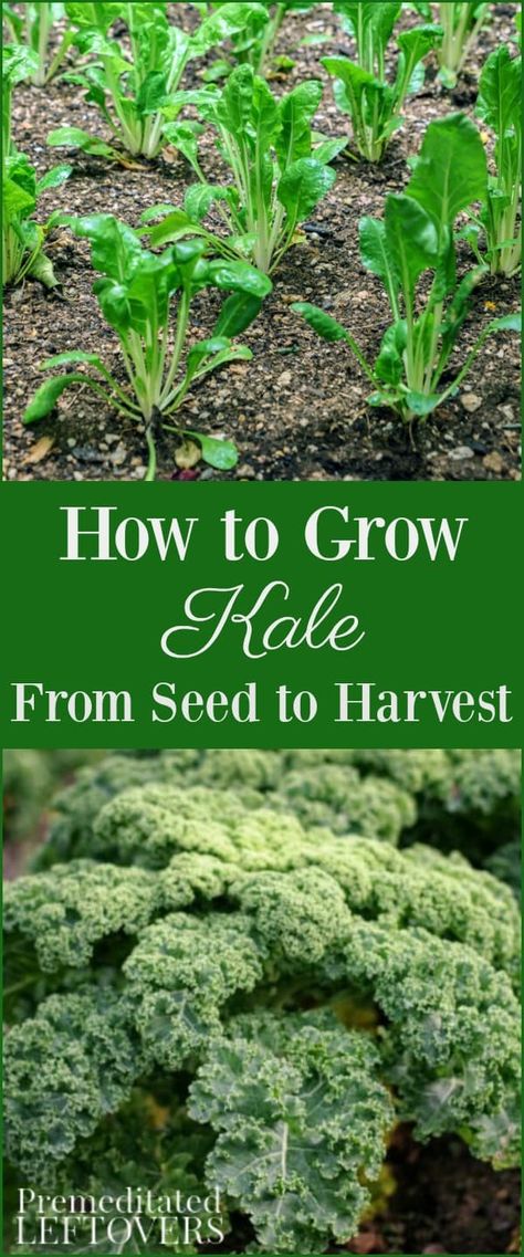 Tips for Growing Kale in Your Garden including how to grow kale from seed, when to plant kale, how to transplant kale, & when and how to harvest kale plants. How To Grow Kale From Seed, Growing Kale In Garden, Growing Kale From Seed, Kale Plant How To Grow, Growing Kale In Containers, How To Harvest Kale, Planting Kale, Kale Growing, How To Grow Beets