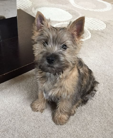 Cairn Terrier Puppies, Dog Photo Ideas, Gray Dog, Norwich Terrier, Cairn Terriers, Breeds Of Dogs, Cute Doggies, Scottish Terriers, Grey Dog