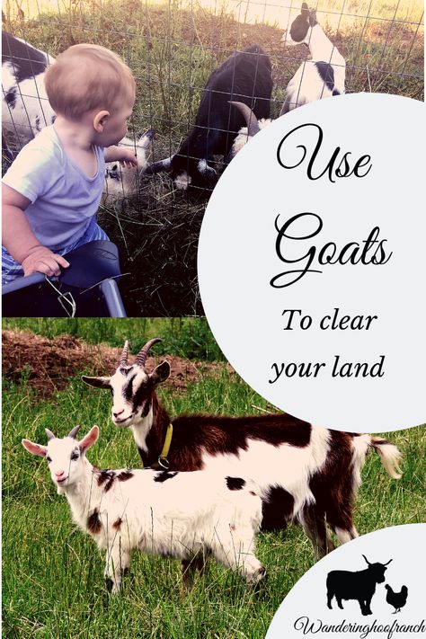 Beginners Guide to Raising Goats - Wandering Hoof Ranch Clearing Land Diy, How To Take Care Of Goats, Dairy Goats For Beginners, Raising Meat Goats, Goats For Clearing Land, Goat Land Clearing, Simple Homestead, Gardening Printables, Mountain Farmhouse