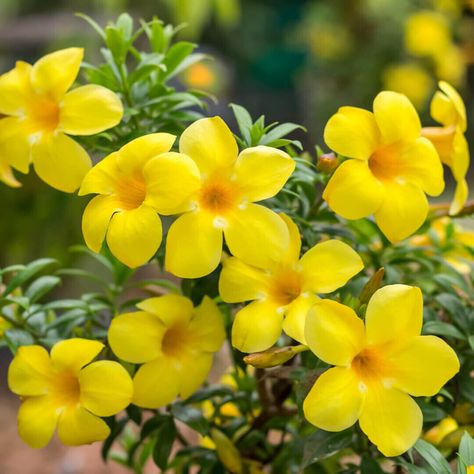 Allamanda Flower, Creepers Plants, Seeds Planting, Flower Collection, Plant Seeds, Rare Flowers, All About Plants, Planting Seeds, Bright Colours