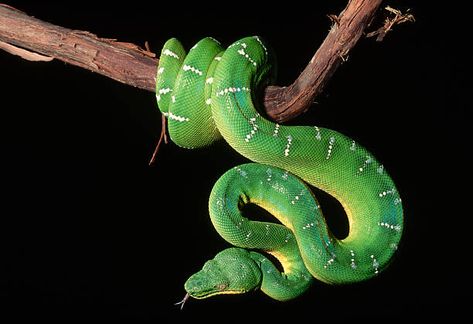 The sinuous, slithering movement of snakes might leave you pondering: is a snake a vertebrate or invertebrate? When it comes to classifying animals, one fundamental distinction is whether they fall ...  Read more The post <a rel=... Classifying Animals, Emerald Tree Boa, Ear Structure, Milk Snake, Middle Ear, Ear Parts, Climb Trees, Beautiful Snakes, Big Animals