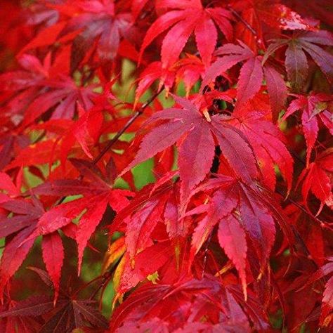 Fireglow Japanese Maple - Reknowned For Its Luminescent Purple-Scarlet To Crimson Red Fall Colors, Similar To 'Bloodgood' But Smaller In Stature - Pixies Gardens Hydrangea Shrub, Fall Hydrangea, Fairy Garden Plants, Redbud Tree, Japanese Maples, Buy Plants Online, Maple Trees, Japanese Maple Tree, Acer Palmatum