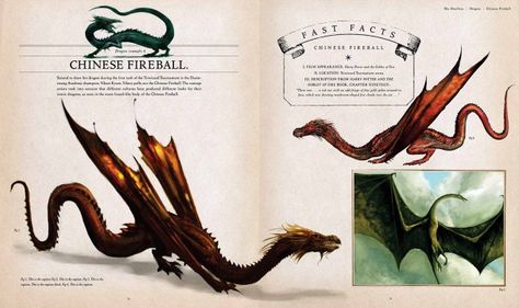 Fantastic Beasts Creatures, Harry Potter Creatures, Harry Potter Dragon, Harry Potter Face, Art Harry Potter, Fantastic Beast, Harry Potter Illustration, Theme Harry Potter, Newt Scamander