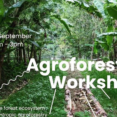 Kebun Kemensah on Instagram: "Join us for a 2-day immersive workshop where we will learn the basics of establishing and managing a food forest based on Syntropic Agroforestry, a system developed by Ernst Gotsch in Brazil following the processes in a natural forest ecosystem that aims to create productive, economically viable and ecologically functional forests. In the workshop, we will cover the basic concepts in Syntropic Agroforestry such strata distribution i.e the different layers in a fore Syntropic Agroforestry, Forest Management, Natural Forest, Forest Ecosystem, Food Forest, Basic Concepts, Ecosystem, The Basics, Garden Projects