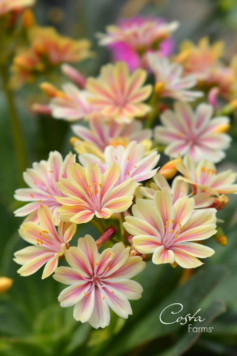 Lewisia Flower, Rainbow Flower Garden, Interesting Flowers, Spring Blooming Flowers, Early Spring Flowers, Flower Shapes, Cut Flower Garden, Nothing But Flowers, Container Gardens