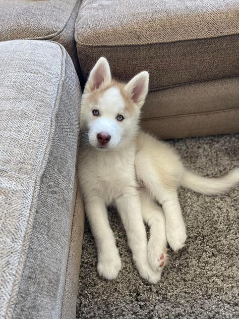 Sable Husky, White Husky Puppy, Brown Husky Aesthetic, Pomeranian Husky, Husky Colors, Miniature Siberian Husky, Cute Husky Puppies, White Husky, Siberian Husky Mix