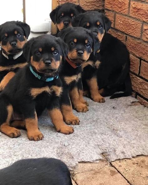 Rotwilers Puppys, Big Rottweiler Dogs, Cute Rottweiler Puppy, Baby Rottweiler, German Rottweiler Puppies, Rottweiler Dog Breed, Rottweiler Breed, Puppy Litter, Goofy Dog