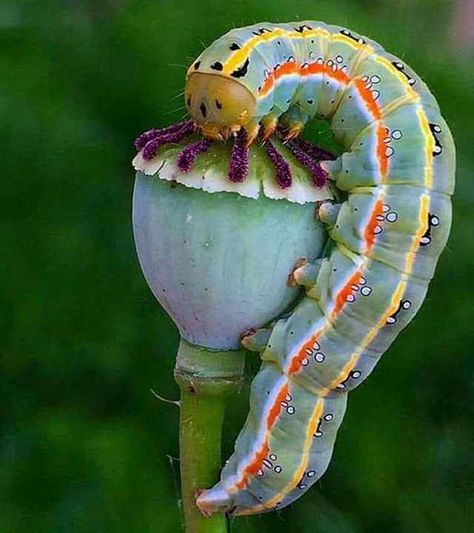 Caterpillar on poppy - Imgur Nature is F***ing Lit! Regnul Animal, Cool Insects, Cool Bugs, Beautiful Bugs, Creepy Crawlies, Insect Art, Bugs And Insects, Beetles, Nature Animals