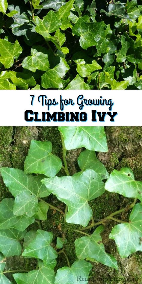 Thinking you want to grow some climbing ivy and not sure where to start? We are going to cover 7 tips to help you grow great ivy. Growing Ivy Outdoors, Ivy Covered Fence, Ivy Garden Ideas, Ivy Plant Outdoor Wall, Ivy Trellis Ideas, Ivy Climbing Wall, Ivy Trellis Wall Diy, Growing Ivy On House, Grow Vines On House