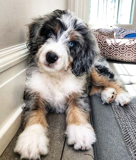 Puppy Planning, Mini Bernedoodle, Bernedoodle Puppy, Dog Mommy, Dog Photoshoot, Dog Kennel Outdoor, Really Cute Dogs, Goldendoodle Puppy, Cute Dogs And Puppies