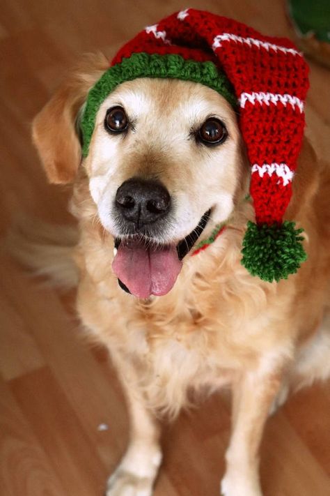 Elf Hat for Dogs Dog Elf Hat Holiday Dog Hat Christmas Hat | Etsy Crochet Dog Christmas Hat Free Pattern, Crochet Dog Elf Hat Free Pattern, Crochet Reindeer Hat For Dogs Free Pattern, Crochet Christmas Pet Hat, Dogs In Santa Hats, Holiday Dog, Elf Hat, Buddy The Elf, Dog Hat