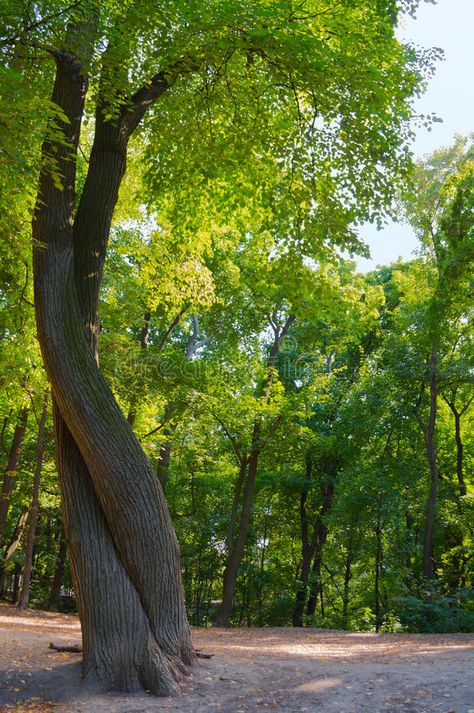 Two trees intertwined like people in the dance. Two trees intertwined in the forest in summer stock photography Two Trees Intertwined, Trees Intertwined, Tree Landscape, Two Trees, People Dancing, Rural Landscape, Landscape Nature, Girls Dream, In The Forest