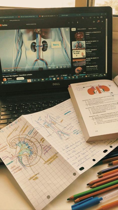 Medical studies, Urinary system, medical notes, medical student life Medical Student Life, Medical Notes, Urinary System, Medical Studies, Med Student, Medical Students, Student Life, Medical School, Medical