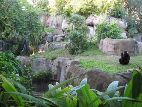 Planet Zoo Gorilla Habitat, Gorilla Enclosure, Zoo Exhibit, African Forest, Tiger Habitat, Animal Enclosures, Zoo Inspiration, Busch Gardens Tampa Bay, Fort Worth Zoo