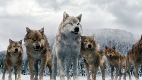 Where Wolf? In 'Twilight: Breaking Dawn,' It's All About the Special Effects Twilight Wolf Pack, Twilight Jacob, Twilight Wolf, Twilight Breaking Dawn, Twilight Series, Twilight Fans, Twilight Movie, Beautiful Wolves, Snow Dogs