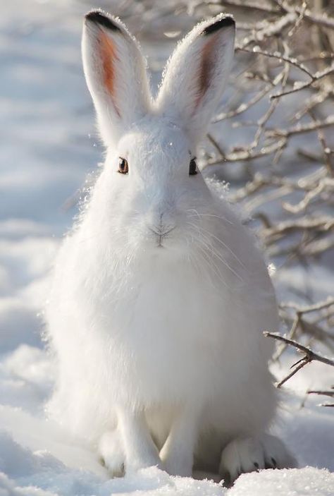 Mountain hare (Lepus timidus), also known as blue hare, tundra hare, variable hare, white hare, snow hare, alpine hare and Irish hare, is a hare that is largely adapted to polar and mountainous habitats. This species is distributed from Fennoscandia to eastern Siberia; in addition there are isolated populations in Ireland, Scotland, Alps, Baltics, northeastern Poland and Hokkaidō. Snow Animals, Rabbit Pictures, Wild Rabbit, White Rabbits, Bunny Pictures, Bunny Art, Winter Animals, Cute Wild Animals, White Rabbit