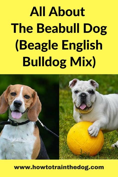 All About the Beabull Dog (Beagle English Bulldog Mix) #Beabull #BeagleBulldogMix #BeagleMix Beabull Dog, Beabull Puppies, Bulldog Training, Dog Organization, Dog Beagle, Puppy Time, Bulldog Breeds, Dog Smells, Dog Mixes