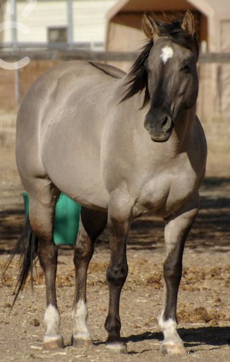 Grullo Horse, Blue Roan Horse, Grulla Horse, Horse Coat Colors, Horse Pics, Horse Colors, Huge Dogs, Quarter Horses, Barrel Horse