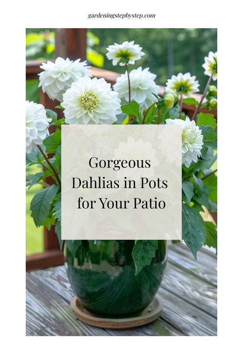 Discover the joys of growing dahlias in pots and containers with our expert tips and tricks. Learn how to successfully plant and care for dahlias in containers to brighten up your patio or garden space. Whether you are starting dahlias in pots or looking for the secrets to growing dahlias in pots, we've got you covered. Find out if you can grow beautiful dahlias in pots and explore the benefits of having these vibrant flowers right at your fingertips. Growing Dahlias In Pots, Dahlia Container Garden, Dahlia In Pots, Potted Dahlias, Dahlia In Pots Container Garden, Dahlia Care How To Grow, Dahlias In Pots, How To Care For Dahlias, Dahlia Bulbs Storing