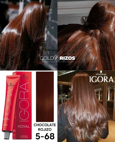 Igora Royal Chocolate Brown, Cherry Brown Hair On Brown Skin, Choco Brown Hair Color, Chocolate Brown Red Hair, Red Chocolate Hair, Chocolate Hair Color Ideas, Red Chocolate Hair Color, Best Hair Colour For Indian Skin Tone, Igora Hair Color