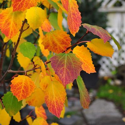 Swedish Columnar Aspen (Populus tremula 'Erecta') Swedish Columnar Aspen, Swedish Columnar Aspen Tree, Populus Tremula, Sorbus Autumn Spire, Acer Palmatum Atropurpureum, Acer Rubrum, Bach Flowers, Acer Tataricum, Tree Autumn