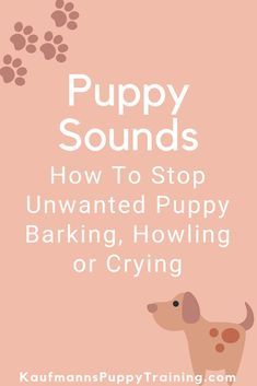 We all know barking We all know barking is a part of a puppys language; however sounds like howling whining barking and crying can drive us and our neighbors crazy. If you live out in the country with few and distant neighbors you might have a more relaxed view on puppy barking. Since most of us do not live in a rural area puppy sounds are not funny. Click to Learn How To Stop Unwanted Puppy Barking Howling or Crying at KaufmannsPuppyTraining.com Stop Puppy Barking, Puppy Sounds, Puppy Whining, Baby Puppies For Sale, Out In The Country, Puppy Barking, Crate Training Puppy, Dog Cuddles, Puppies Tips