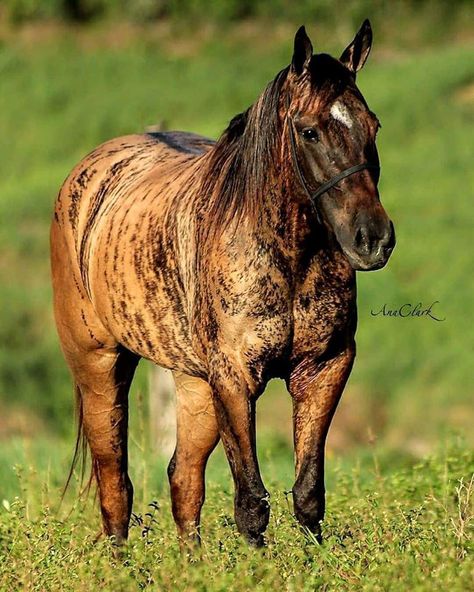 Brindle colored horse Buck Skin Horse, Brindle Horse, Rare Horse Colors, Draft Mule, Horse Crazy Girl, Horse Herd, Native American Horses, Rare Horses, Horse Pics