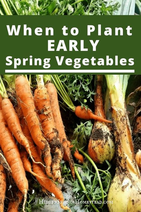 Spring Vegetable Garden, Plantarea Legumelor, Homestead Gardening, Vegetable Garden Planner, Spring Gardening, When To Plant, Grow Vegetables, Organic Vegetable Garden, Garden Planner