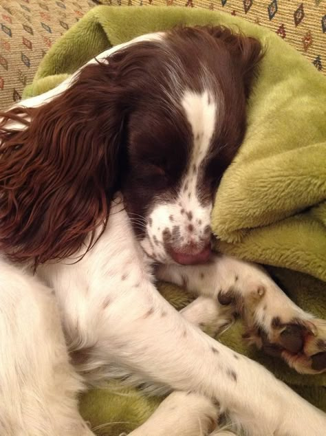 Springer Spaniel - 💤💤💤 Springer Puppies, Springer Dog, Springer Spaniel Puppies, Spaniel Breeds, Springer Spaniels, Spaniel Puppies, English Springer, English Springer Spaniel, Lab Puppies