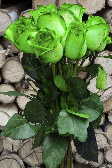 Green Roses Aesthetic, Green Roses Bouquet, Green Flowers Bouquet, Roses Photography, 12 Roses, Green Roses, Rainbow Roses, Rose Pictures, Flower Care