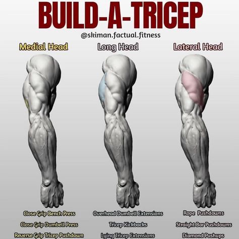 BUILD-A-TRICEP! First off let's give you some info on how the tricep is broken down, there's three parts to the tricep, hence "tri". There's the medial head, which is very small and lies beneath the long head), the larger portion of the horseshoe the long head and finally the lateral head, the other larger portion that wraps around the arm. difficulty with getting the mind and muscle connection on perhaps the lagging part of their tricep, so if you have a  #triceps Exercise Diagram, Muscle Separation, Body Change, Fitness Studio Training, Tricep Workout, Workout Man, Dumbbell Exercises, Tricep Kickback, Bodyweight Training