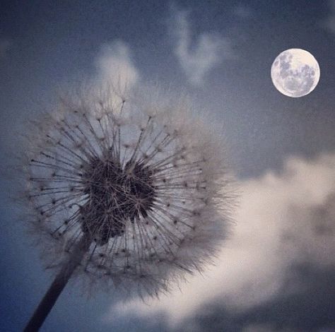 D Lunar Beauty, Moonlight Sonata, Dandelion Clock, A Dandelion, Dandelion Wish, Look At The Moon, Moon Pictures, Good Night Moon, Beautiful Moon