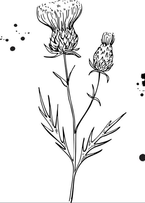 Forearm thistle tattoo Thistle Outline, Scotland Tattoo, Scottish Thistle Tattoo, Thistle Tattoo, Brave Little Toaster, Fern Tattoo, Window Mural, Country Flowers, Chicano Drawings