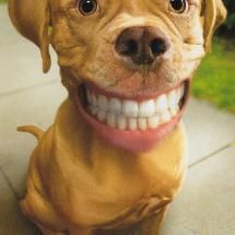 Look mom clean teeth Smiling Dog, Funny Dog Faces, Human Teeth, Funny Dog Photos, Dog Selfie, Smiling Dogs, Smiling Face, Dog Images, Funny Dog Videos