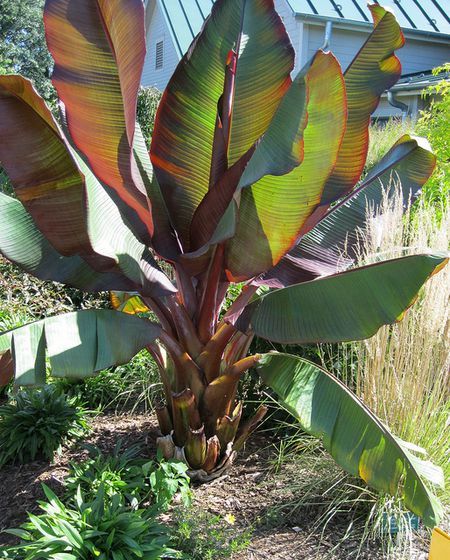 Growing Abyssinian Banana Inside Red Banana Plant, Red Banana Tree, Banana Seeds, Red Banana, Banana Plant, Tropical Backyard, Banana Plants, Overwintering, Indoor Plant Care