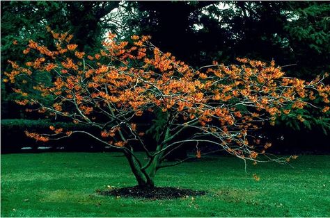 'Jelena' Witch Hazel--winter fragrance, fall color (large shrub/small tree) Witch Hazel Tree, Small Trees For Garden, Tree Nursery, Ornamental Trees, Japanese Maple, Prince Edward Island, Deciduous Trees, Prince Edward, Witch Hazel