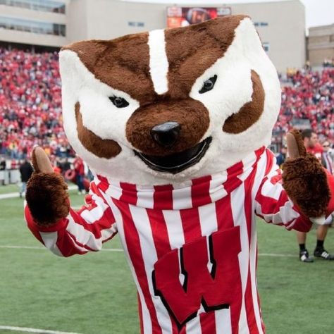 Bucky badger Wisconsin Wallpaper, Wisconsin Badger, Wisconsin Badgers Football, Bucky Badger, Badger Football, College Vision Board, Uw Madison, Live Animals, Madison Wisconsin