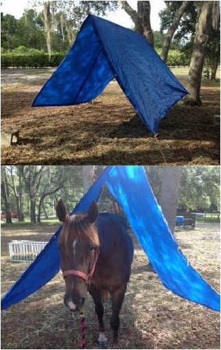 Desensitizing horses: I am making Sparkles walk under a tarp to get her used to uncomfortable or awkward situations. All you need is a tarp, hay sting, and heavy blocks! Horse Trail Course, Desensitizing Horses Ideas, Diy Horse Obstacles Ideas, Diy Horse Obstacles, Horse Obstacle Course Ideas Diy, Horse Desensitizing Ideas, Desensitizing Horses, Horse Obstacle Course Ideas, Horse Desensitizing