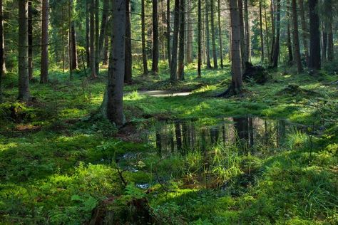 bialowieza poland Writing Inspiration, Scientists, Poland, Tree Trunk, Government, Forest, Wood, Plants, Nature