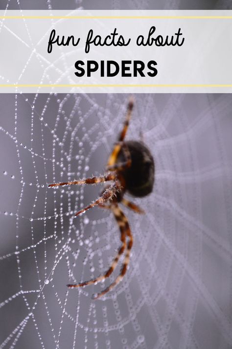 Fun facts about spiders that kids will love to learn. #spiders #facts #kids Spider Facts For Preschool, Cool Spiders, Spider Facts For Kids, Science Fair Topics, Spiders For Kids, Spider Facts, Long Leg Spider, Halloween Library, Spider Fact