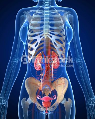 Human Body Organs Anatomy, Urinary Bladder, Anatomy Images, Human Body Organs, Urinary System, Dental Photography, Chiropractic Clinic, Holistic Diet, Bladder Control