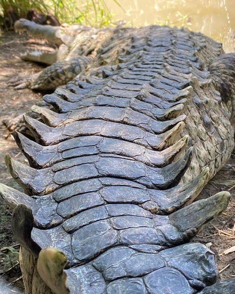 Crocodile Anatomy, Nails Crocodile, Alligator Wallpaper, Crocodile Facts, Crocodile Nails, Alligators Art, Real Animals, Reptile Skin, Wild Animals Pictures