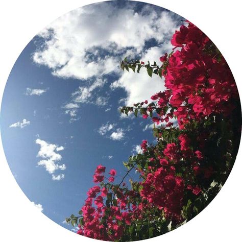 Instagram Highlight Cover, Highlight Cover, Cover Artwork, Music, Flowers, Pink, Blue, Instagram