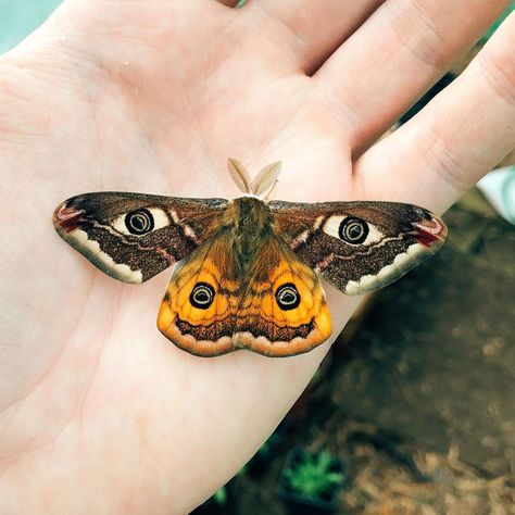 Pinned Moth, Art Spread, Emperor Moth, Moth Species, Small Moths, Cool Insects, Insect Photography, Butterfly Species, Arthropods