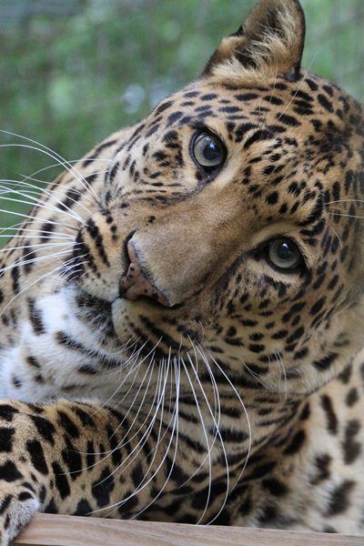 Leopard Facts, Cats In The Wild, Leopard Pictures, Small Wild Cats, Big Cat Rescue, Leopard Art, Exotic Cats, Fancy Cats, Pet Tiger