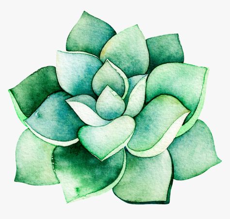 Succulent Art Drawing, Background Hd Png, Succulents Illustration, Succulents Drawing, Succulent Painting, Watercolor Succulents, Succulent Art, Cactus Painting, Diy Watercolor Painting