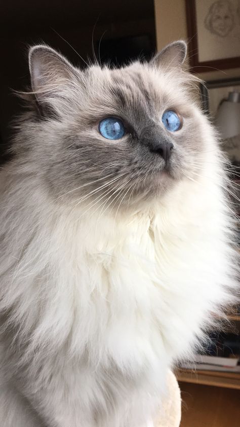 Blue Point Ragdoll Cat, Serbian Cat, Aesthetic Cat Tattoo, Cat Haircut, Cat Tattoo Design, Cats Tattoo, Food Cat, Birman Cat, Himalayan Cat