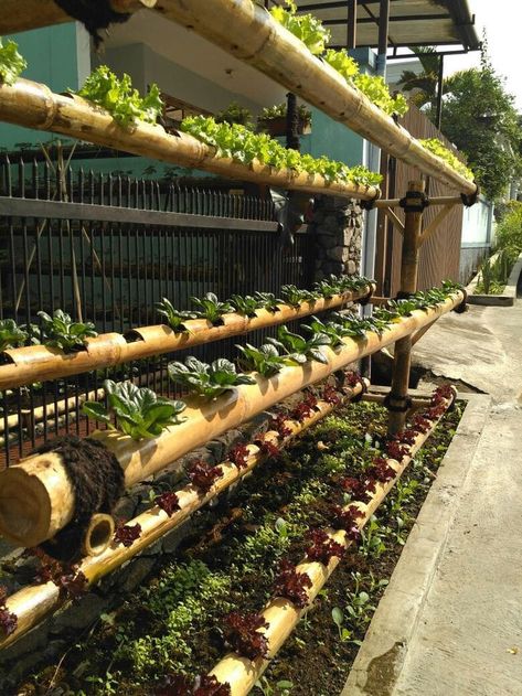 Bamboo Crafts Garden, Bamboo Projects, Aquaponics Greenhouse, Bamboo Ideas, Growing Bamboo, Bamboo Diy, Bamboo Building, Eco Park, Best Garden Tools